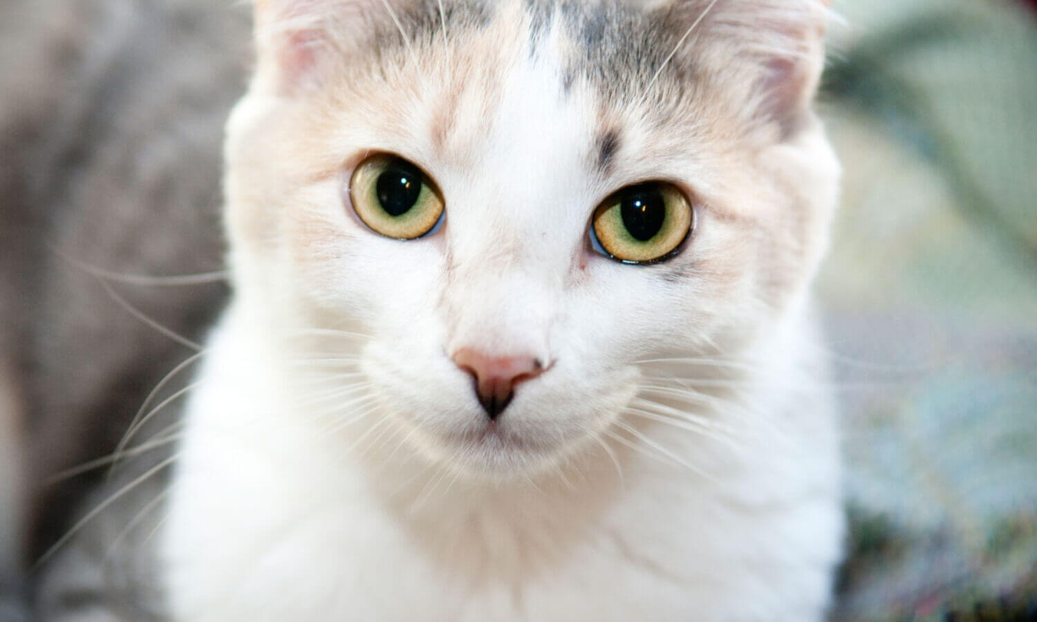 Ariel Cat Rescue