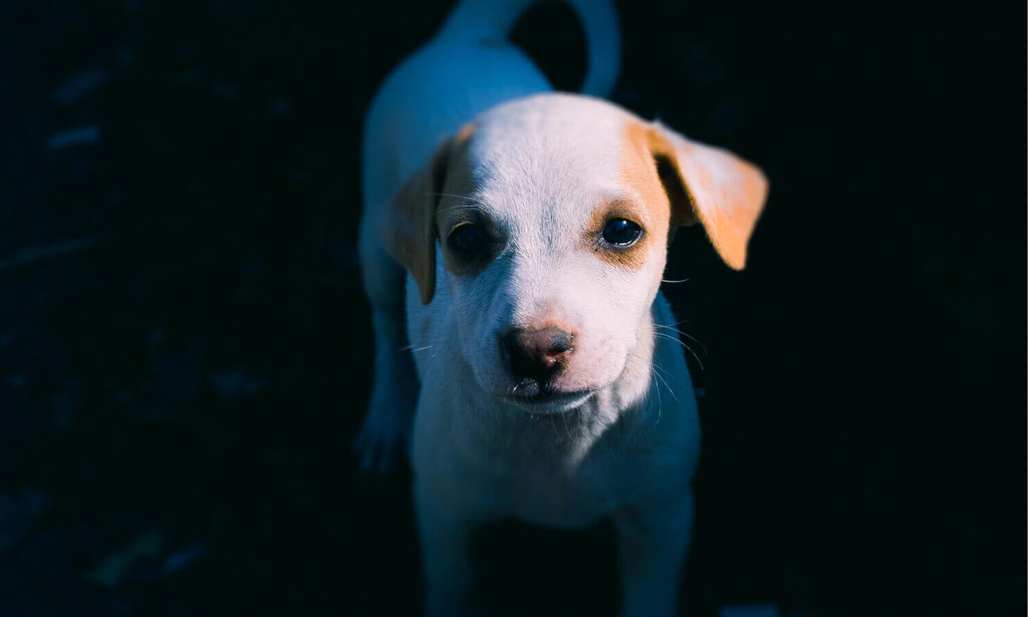 Pit Bull Puppy