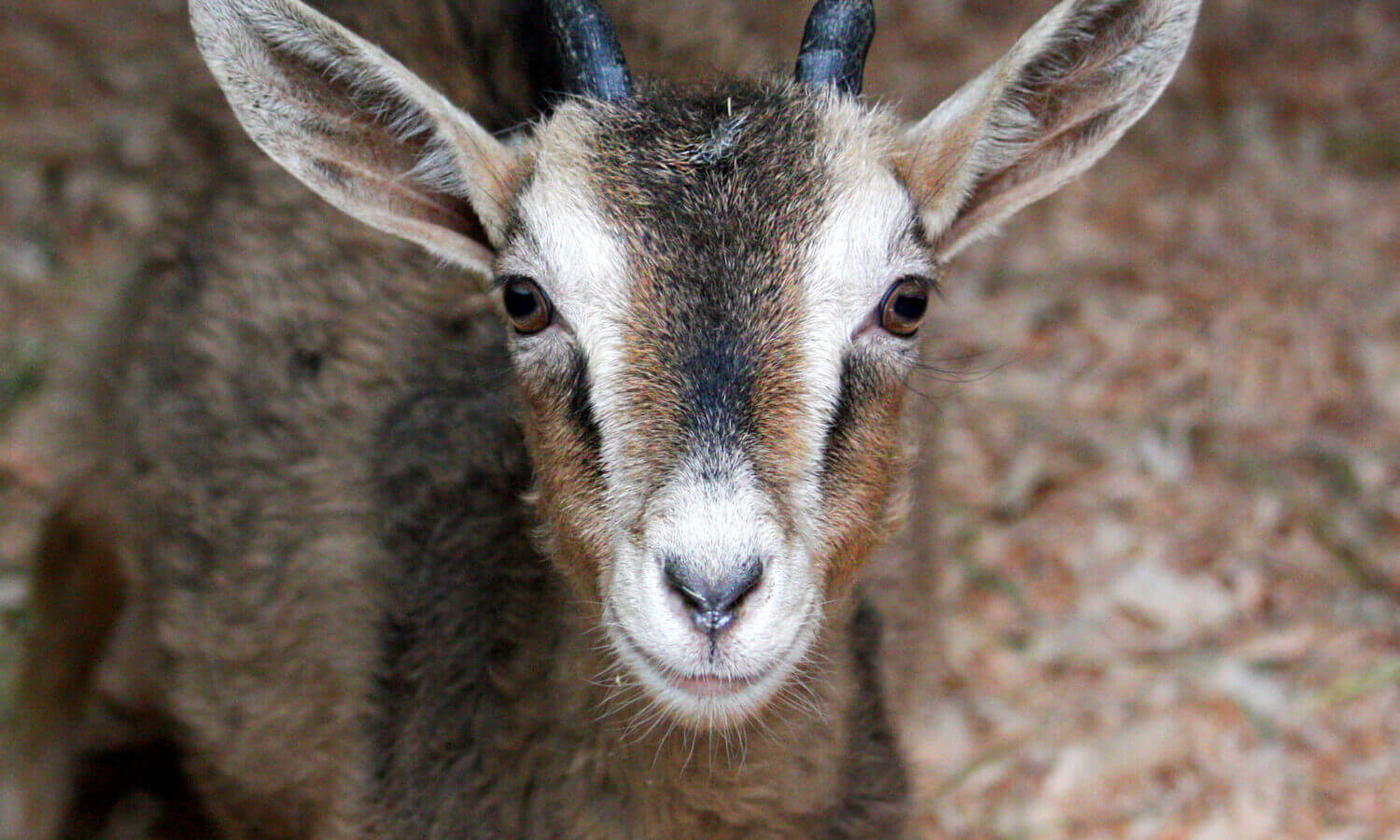 Hooper Goat Rescue