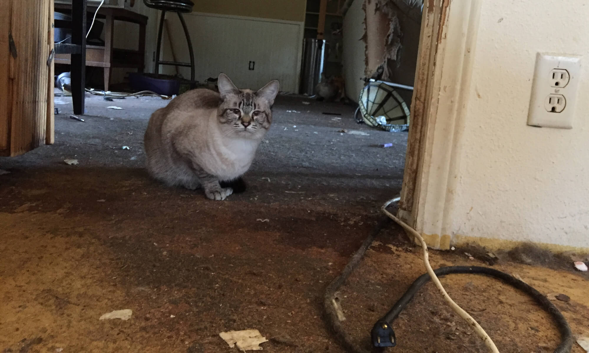 Cat Hoarding Rescue 2016