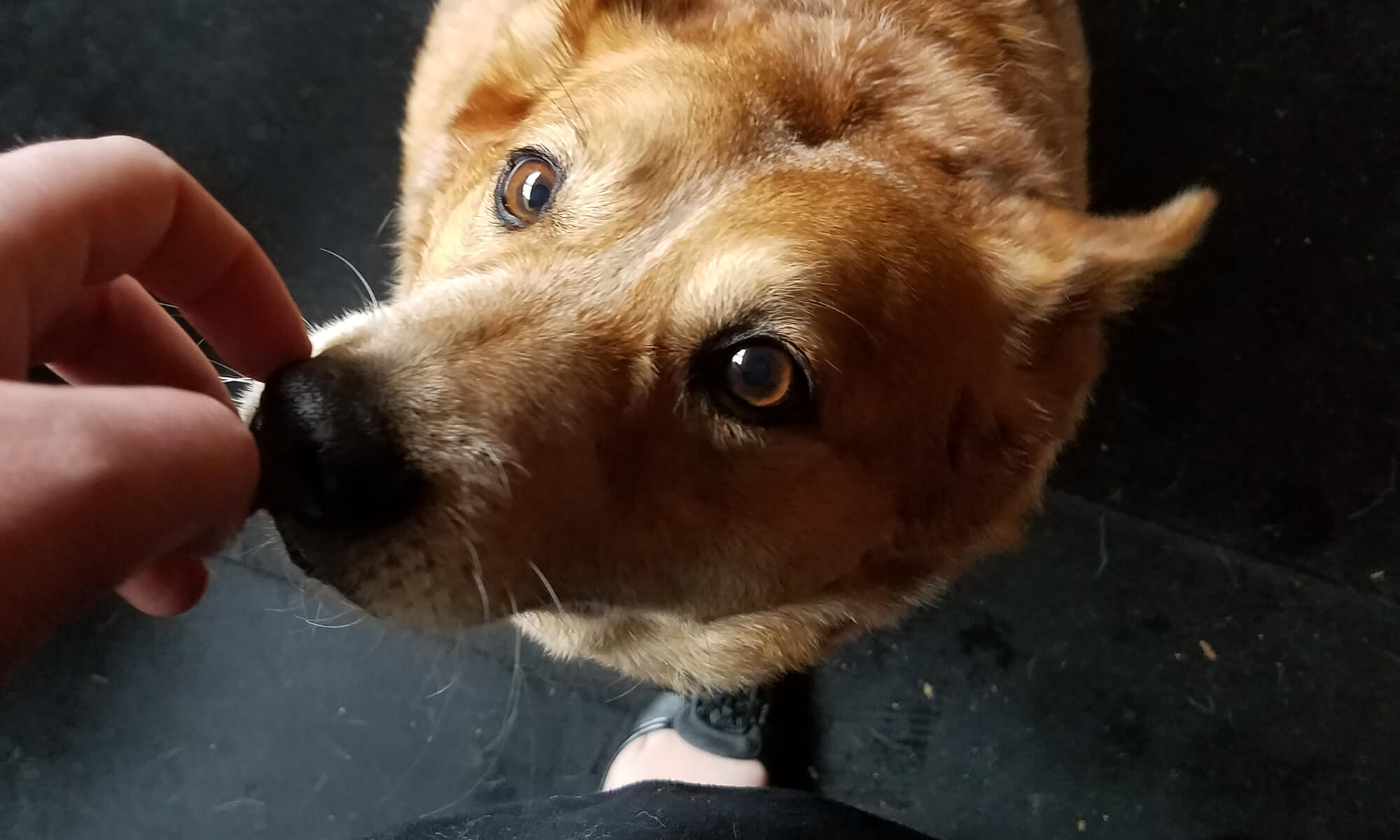 Pumpkin Dog Heeler Rescue Breeding