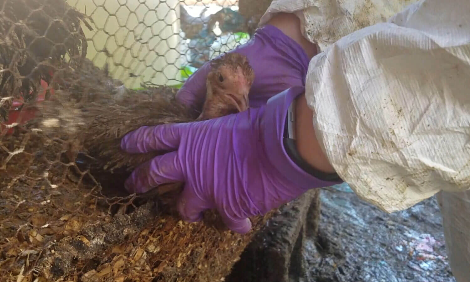 Chicken Rescue Hoarding Neglect