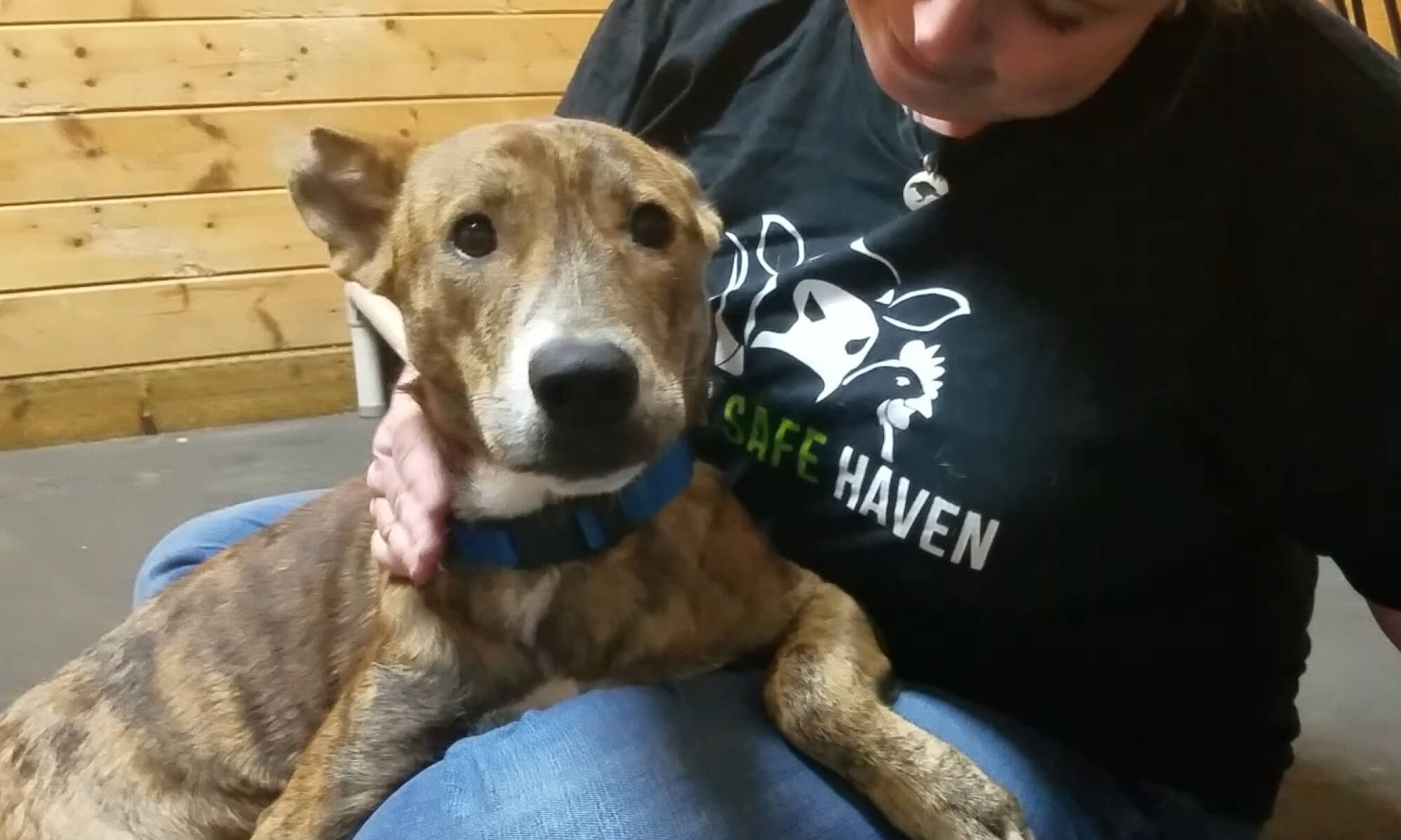 Conroe Dog Hurricane Harvey Rescue