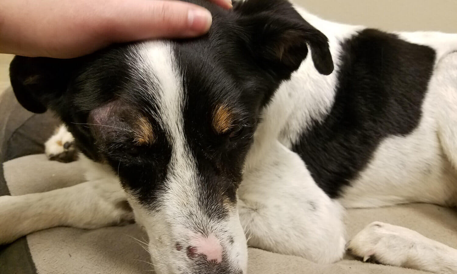 Wilson Dog Rescue
