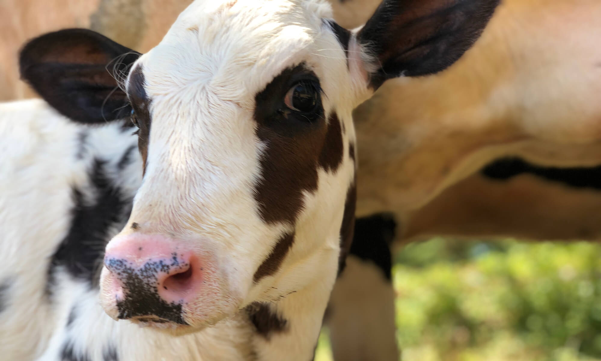Journey Cow Rescue Dairy Industry