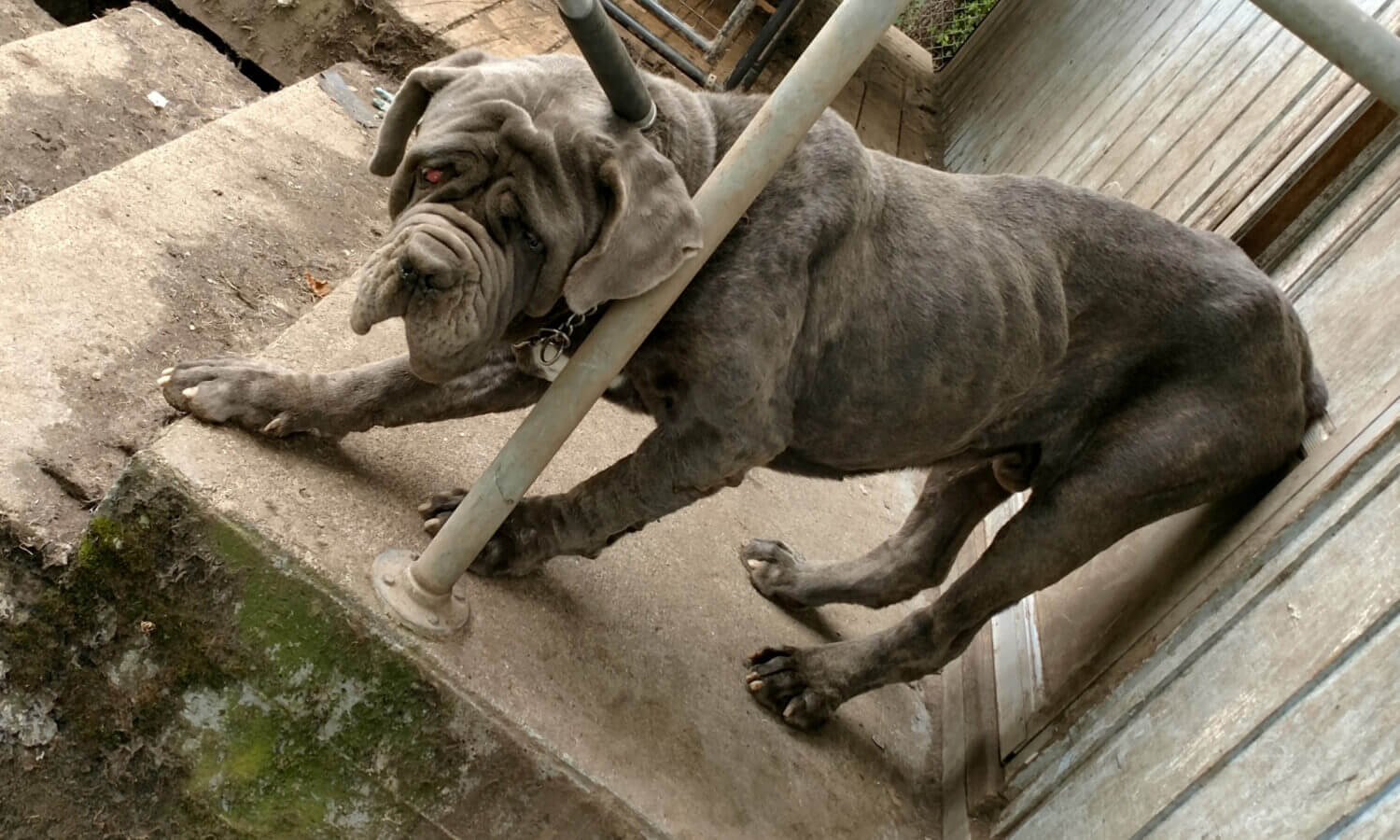 Fausto Neglect Rescue Dog
