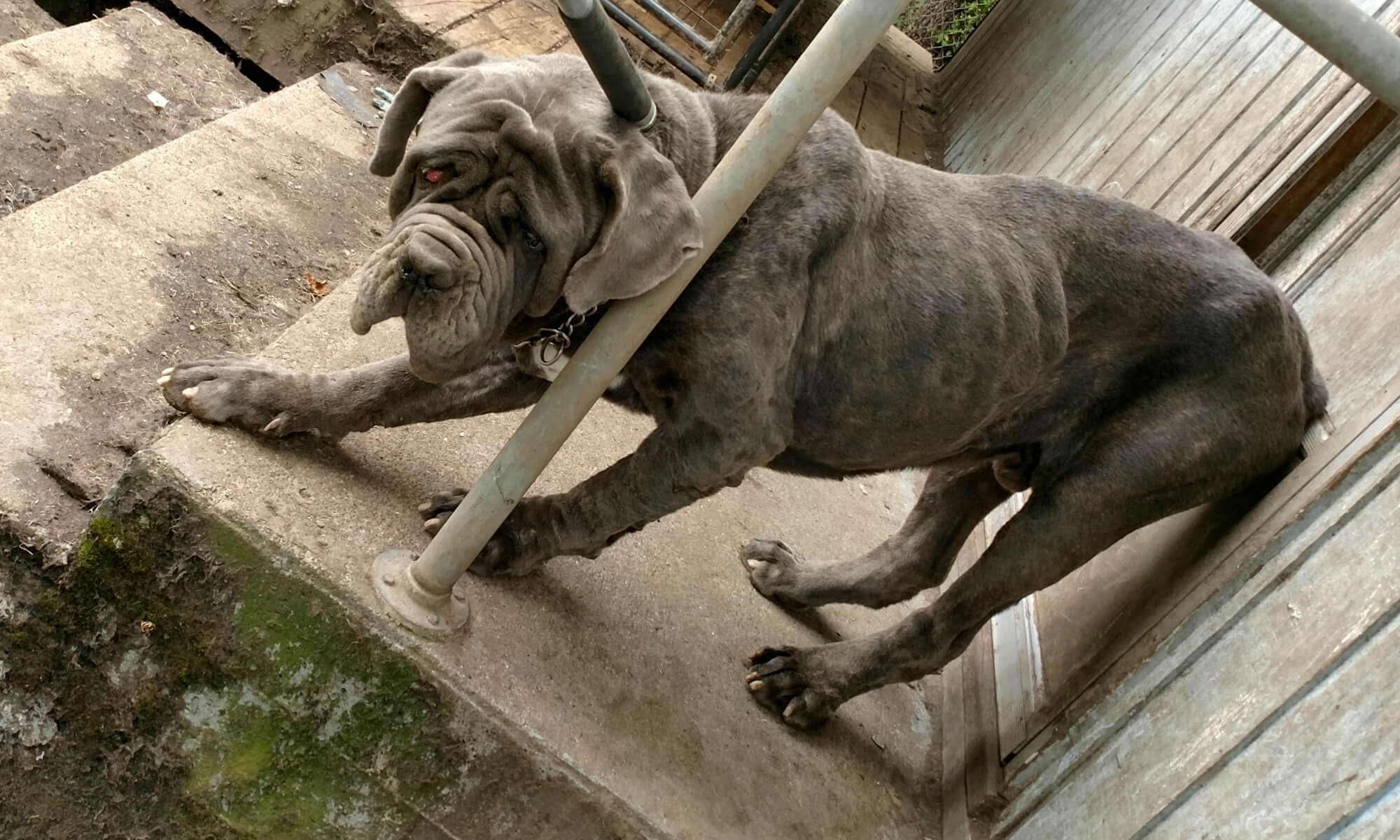 Fausto Neglect Rescue Dog