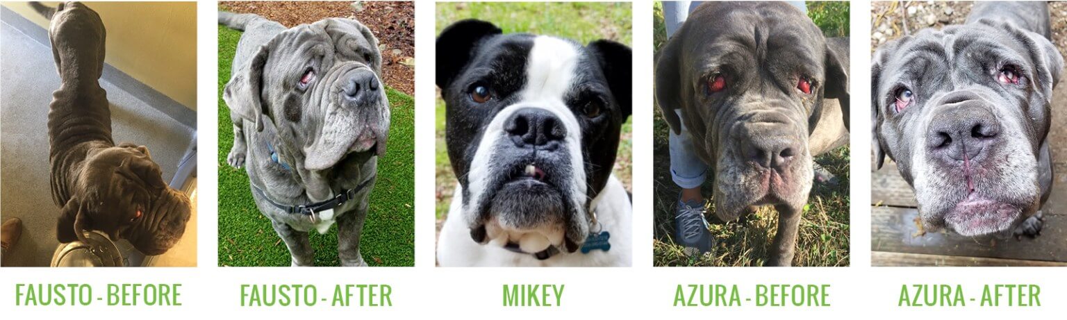 fausto rescuepagebanner