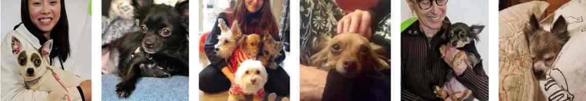 Adopted puppymilldogs