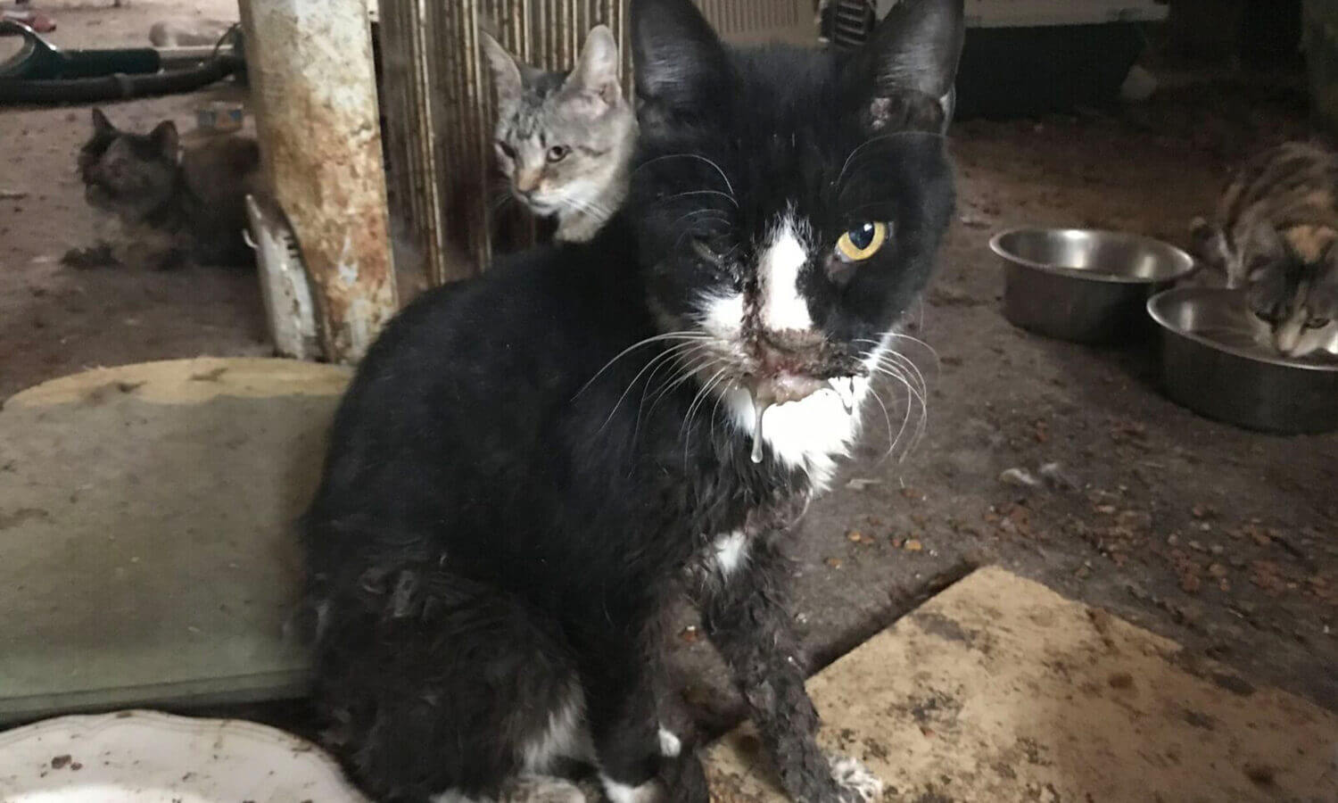 Cat rescue Tuba