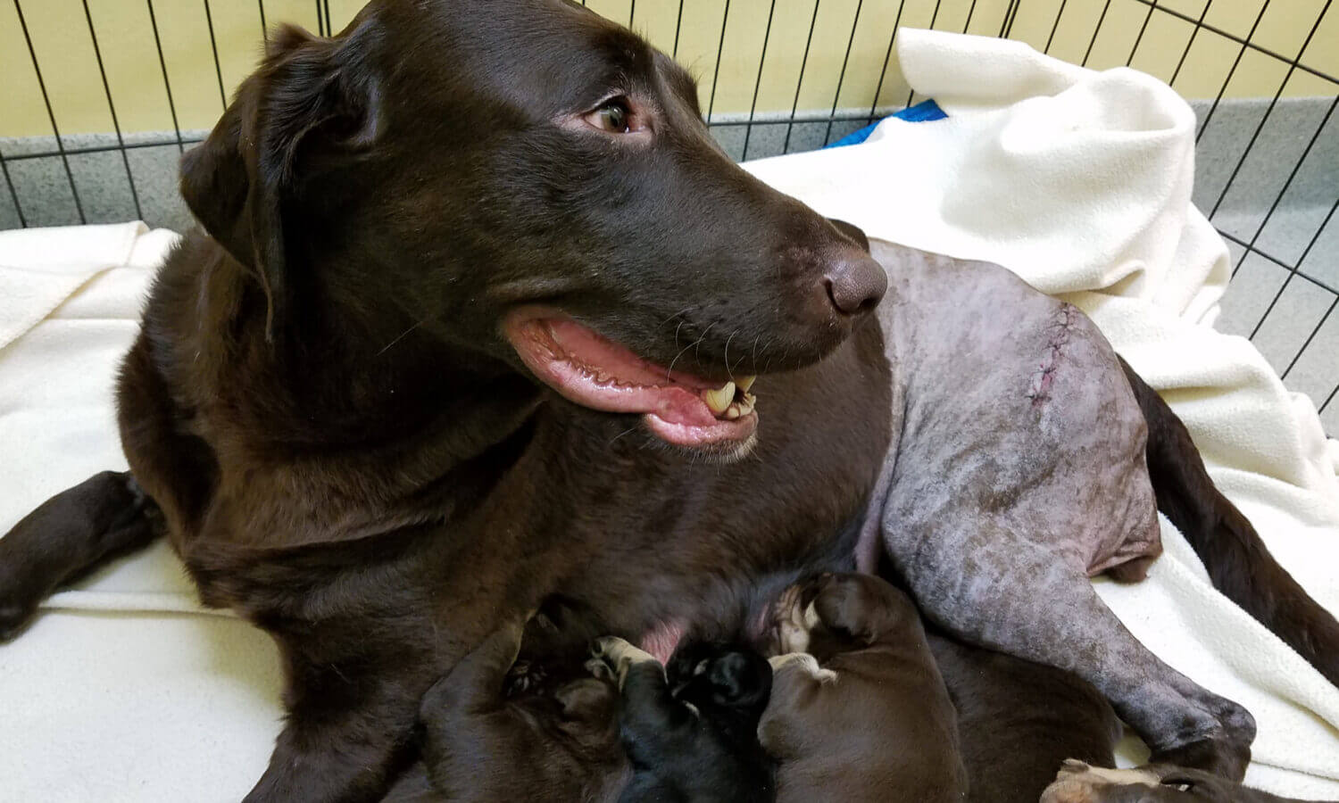Haylee Dog Puppies Negelct