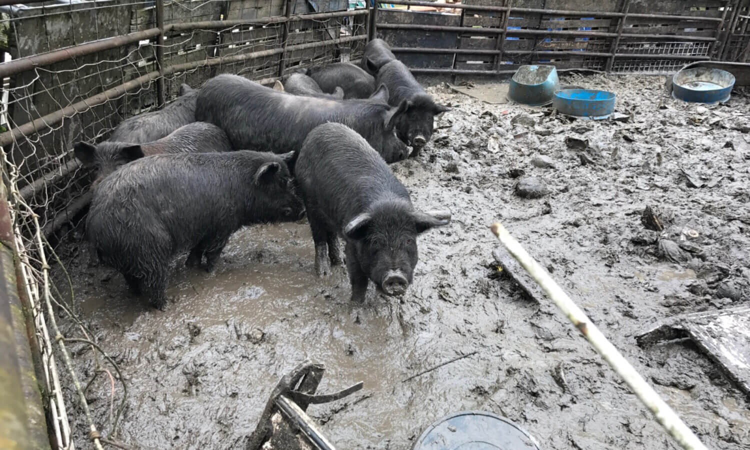 Nanni Noodles Pigs Rescue Neglect