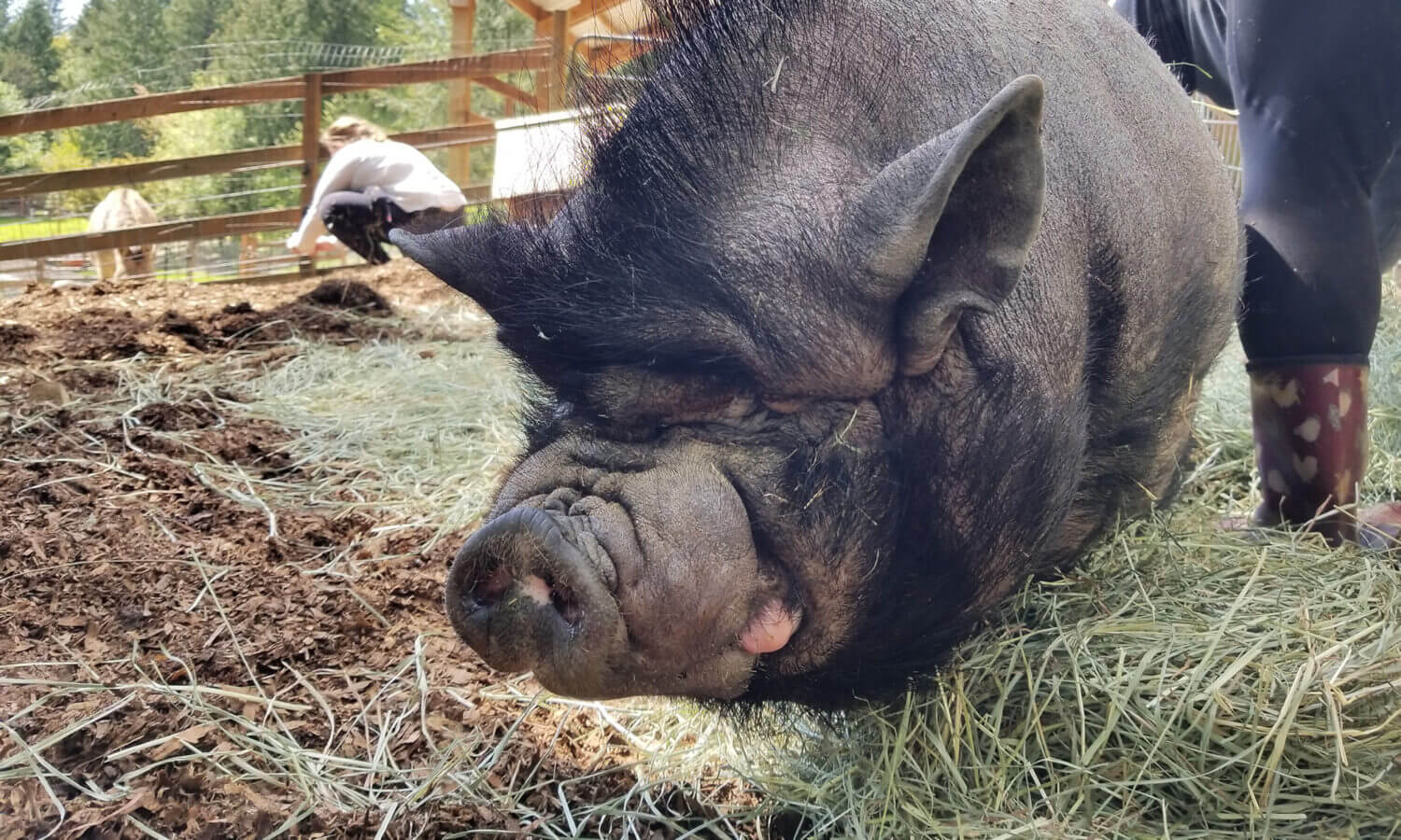 Bernard pig
