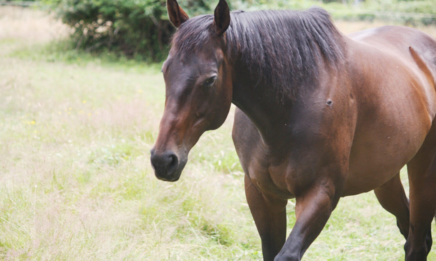 Summer horse