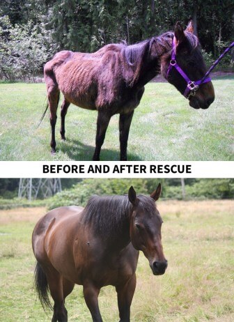 summer before and after rescue