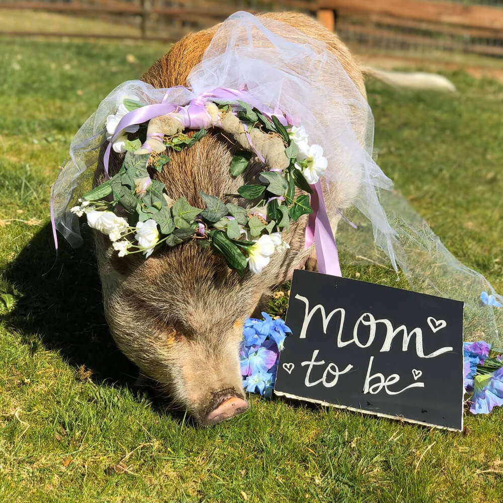 Penny maternity shoot