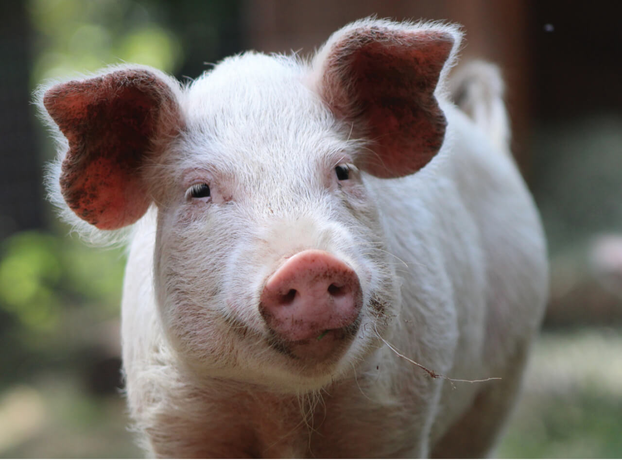 A day in the life of the big pigs and Caregiver Karen