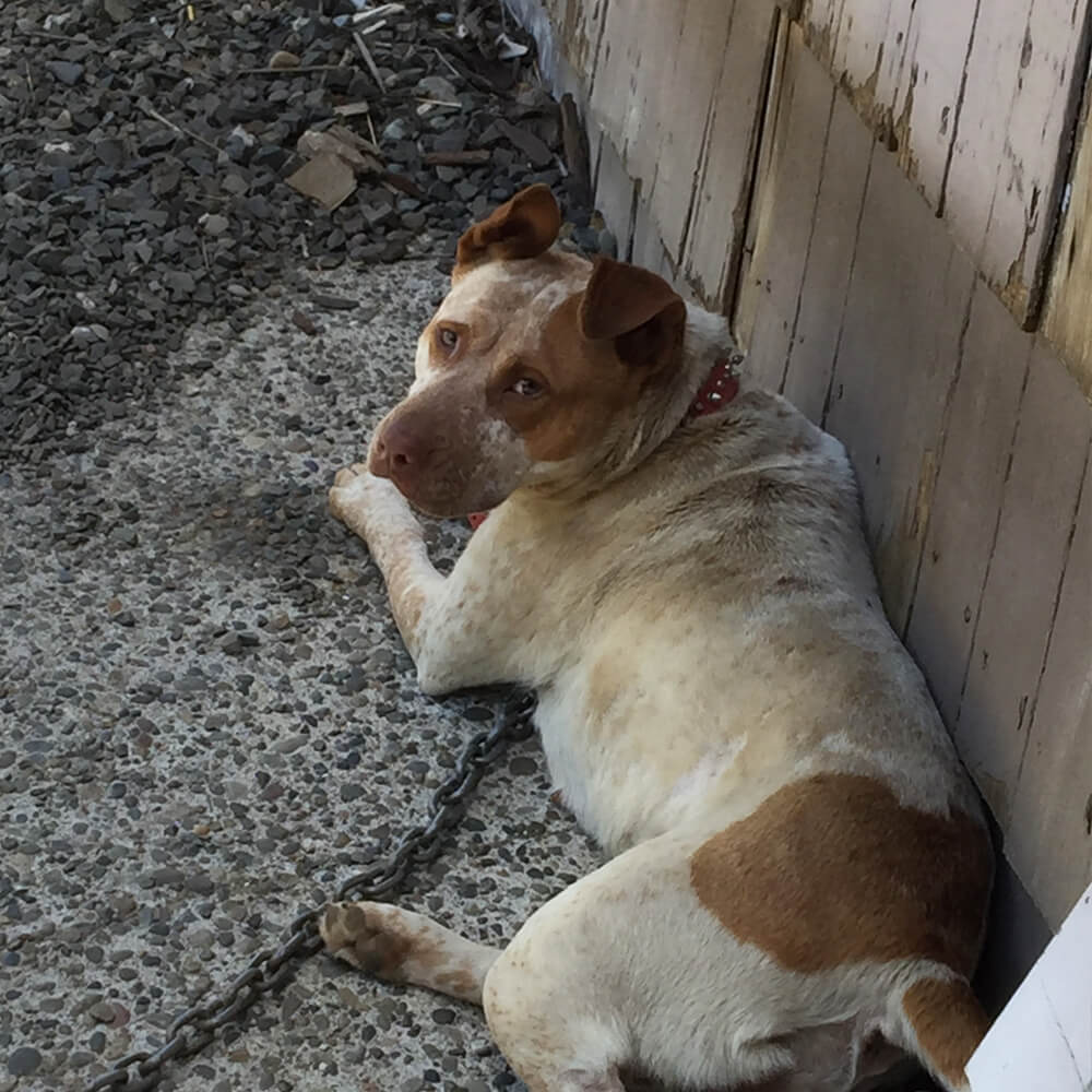 Animal Cruelty Resources