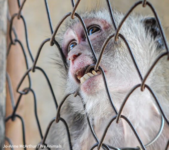 Animals Used For Testing 1