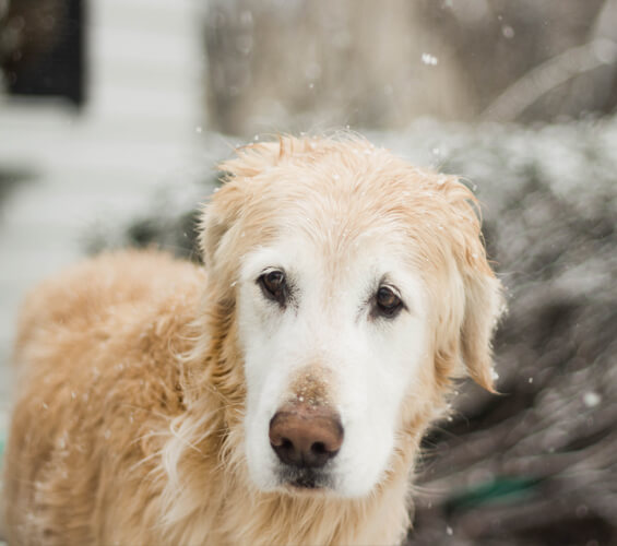 Animals left in the cold