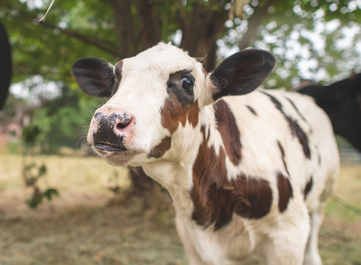 Baby Cow Calf Journey