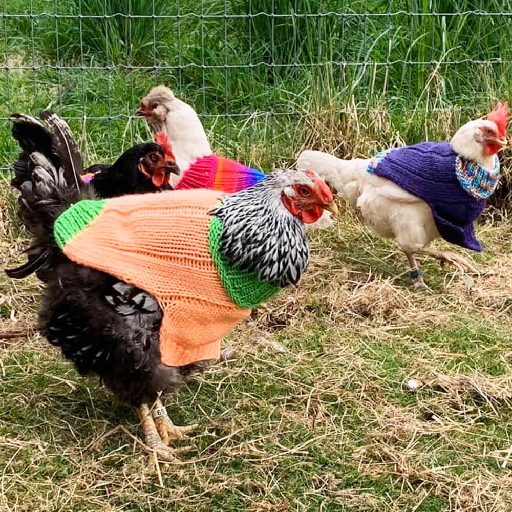 Chicken sweaters