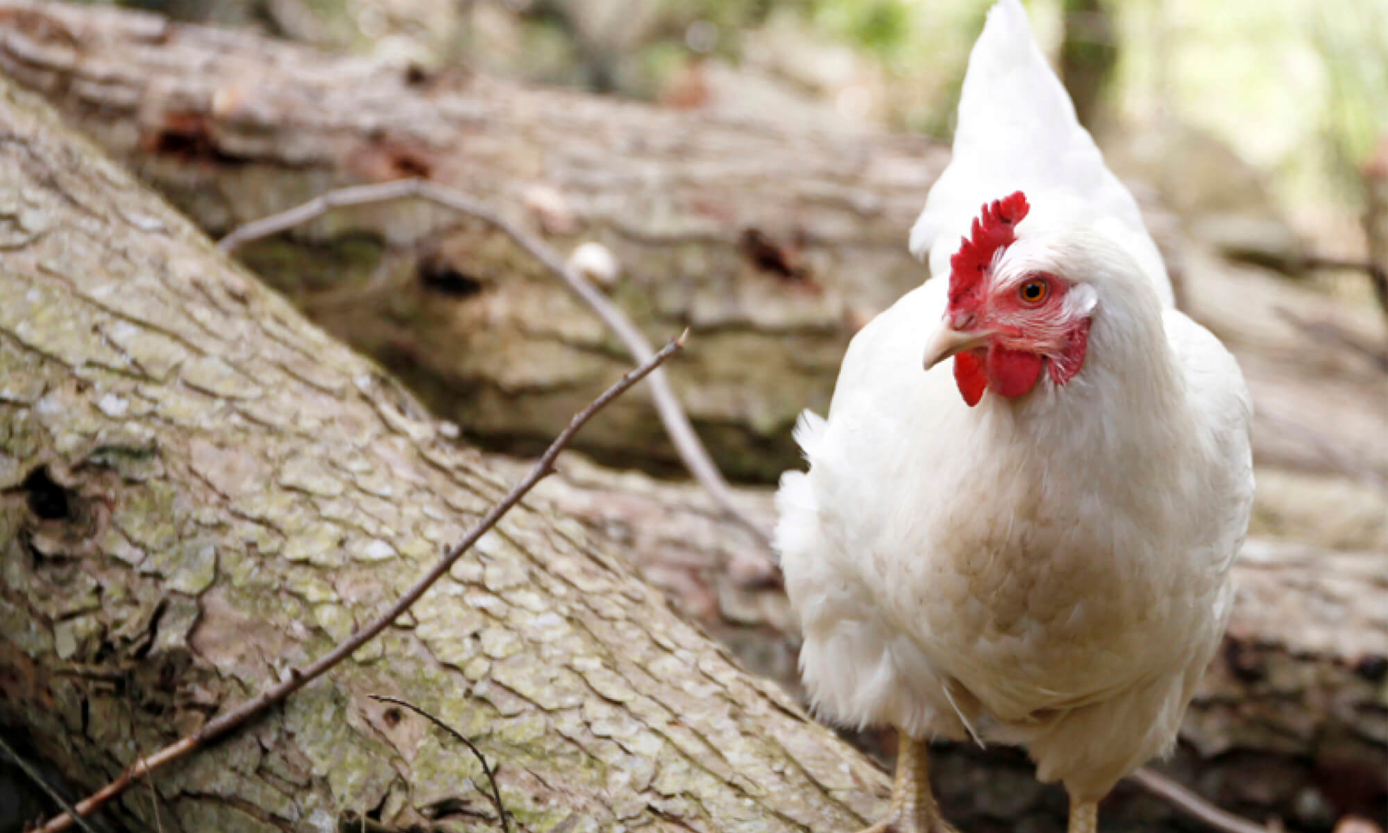 Compassion Rx Masthead