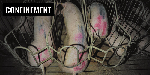 Confinement 1