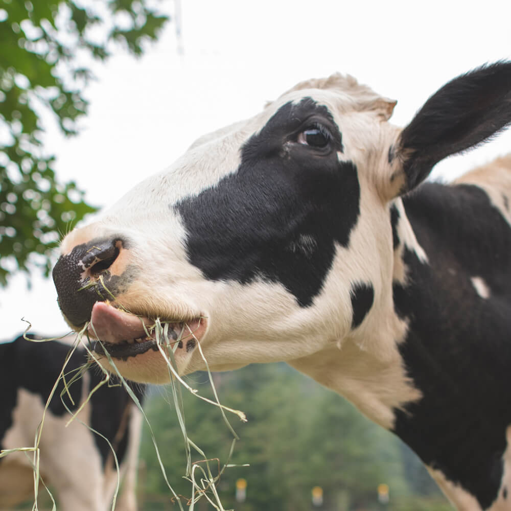 Cow Sanctuary Peaches