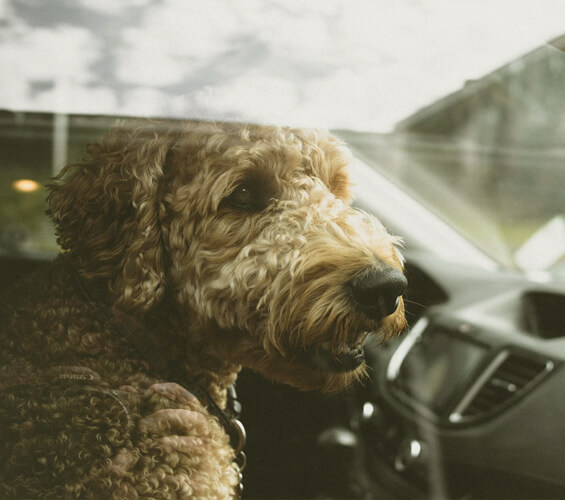 Dog in hot car