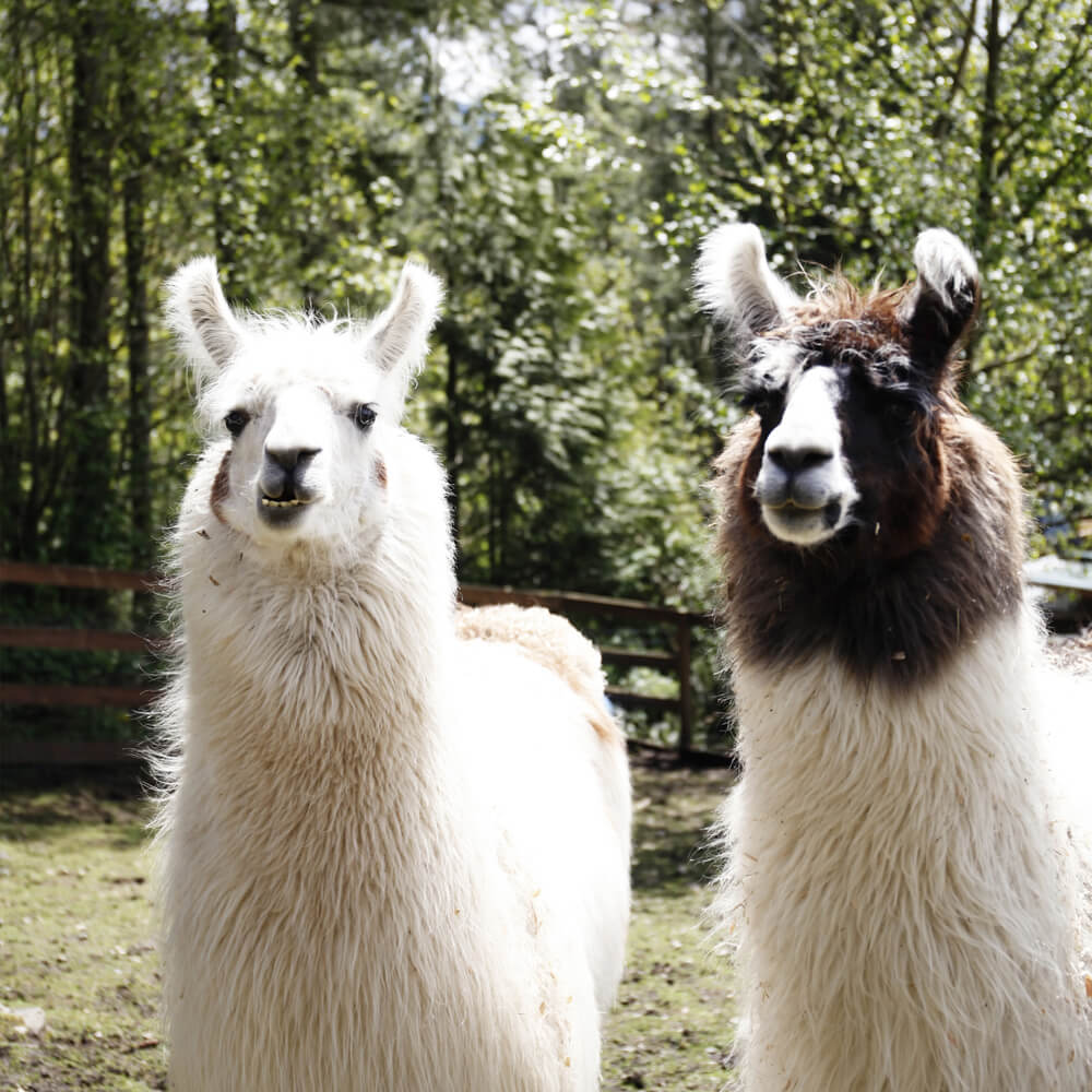 Employer matching gifts