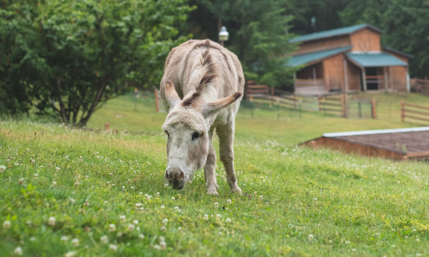 Estate gifts Masthead