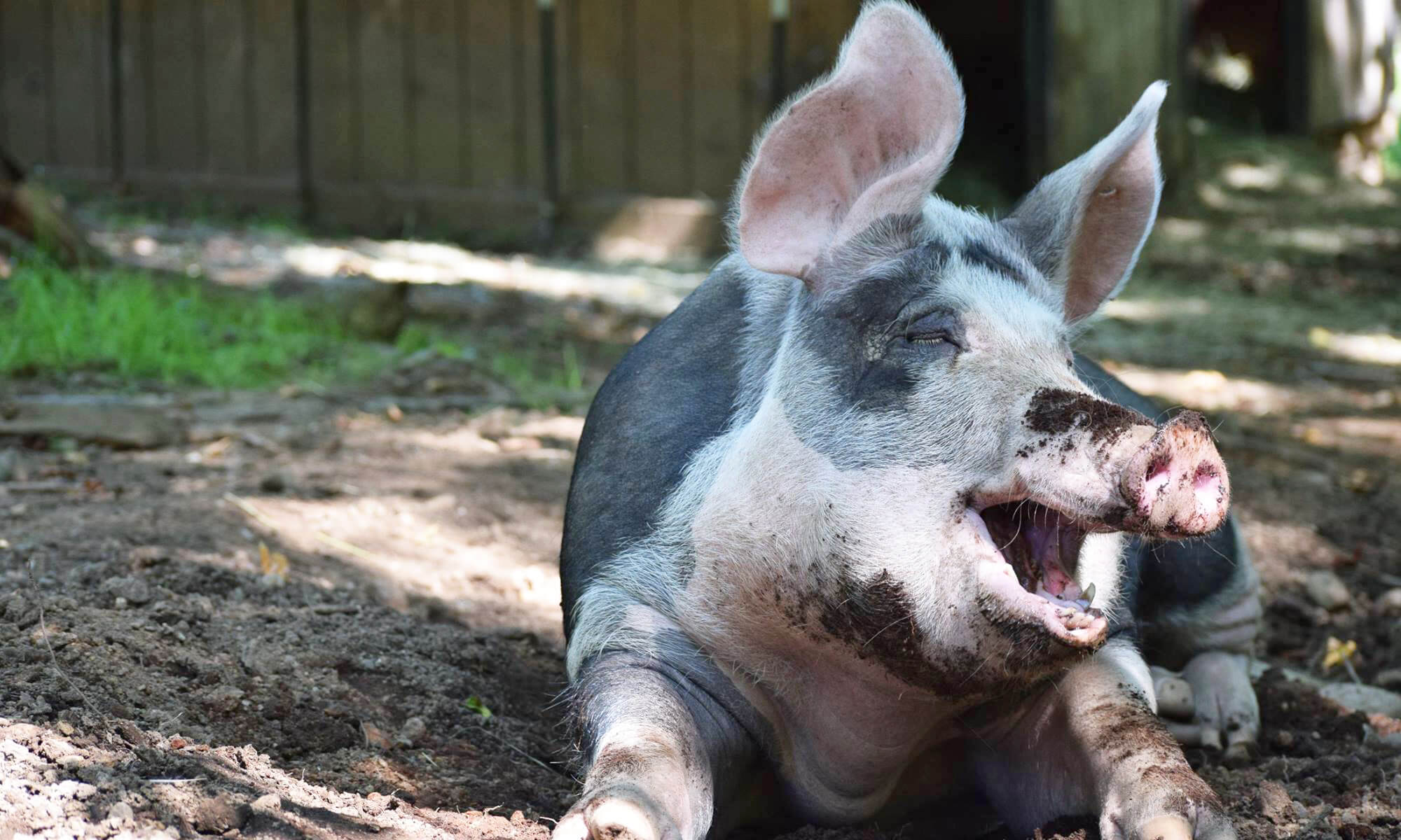 Give while you shop Masthead