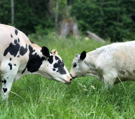 In honor of peaches and journey