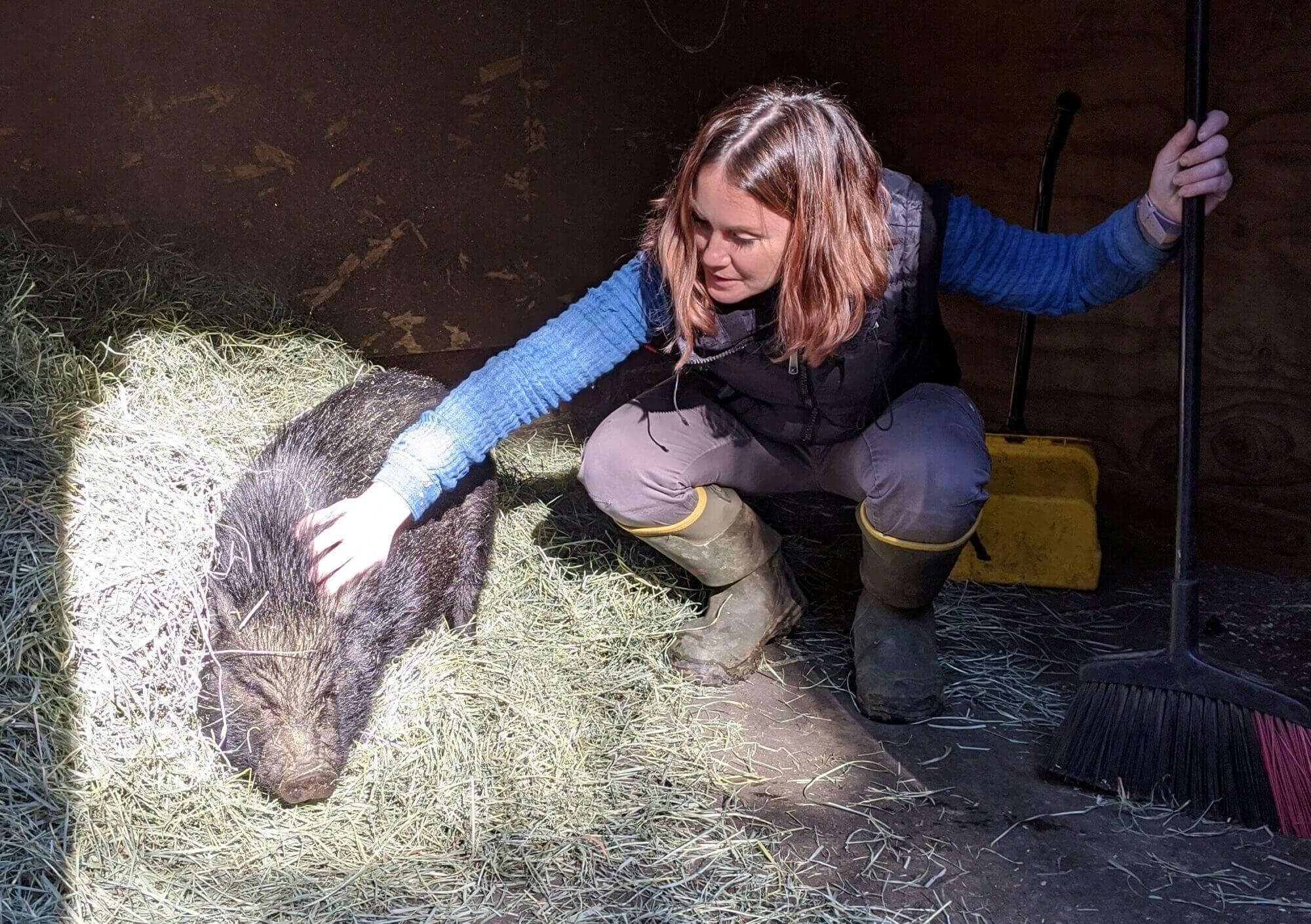 Intro to potbelly pigs with Caregiver Lucy e1598473763438