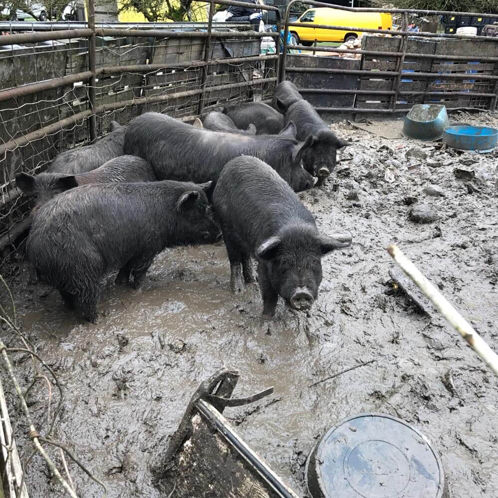 Investigations Nanni and Noodles