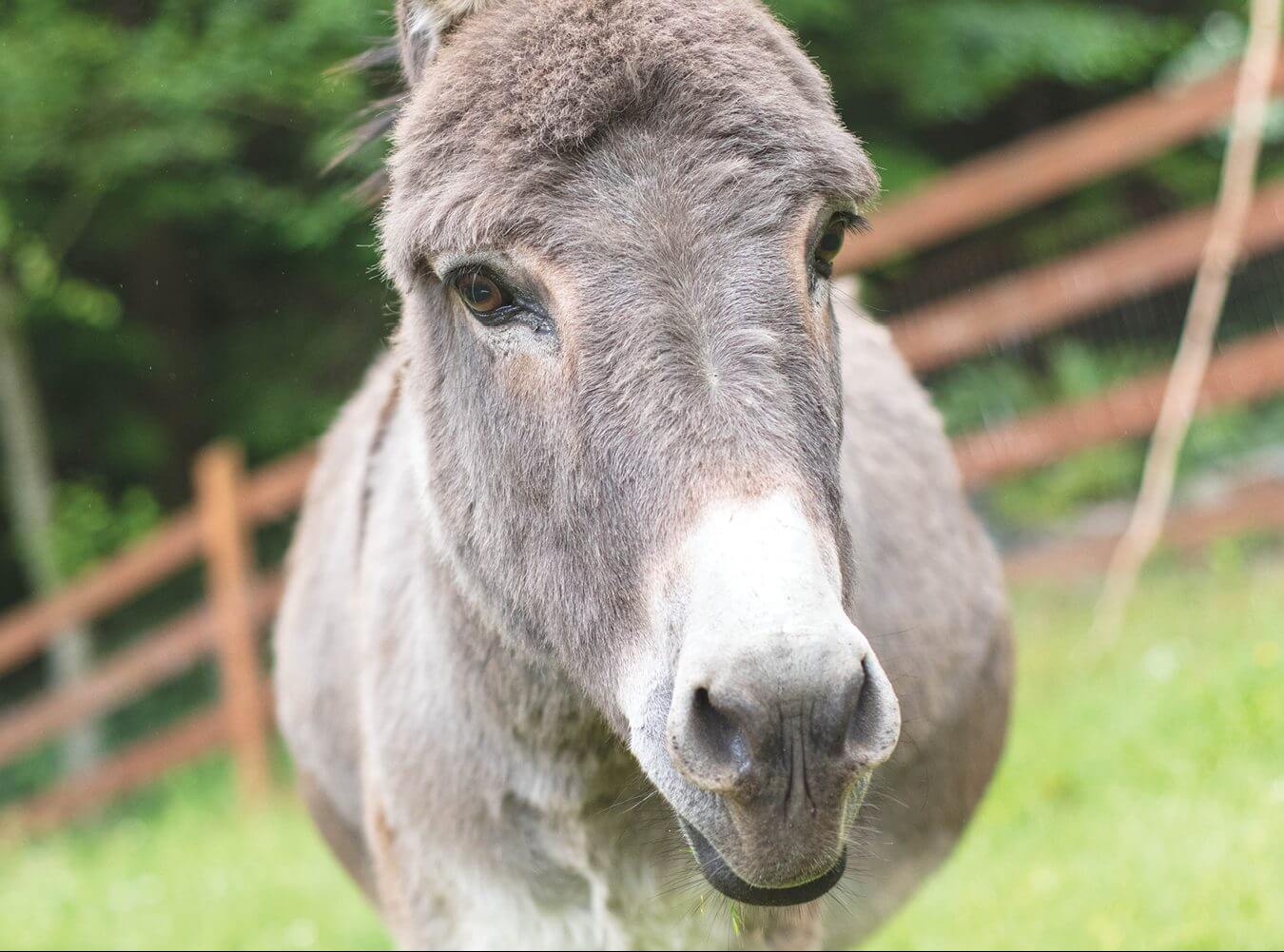 Keeping up with the donkeys with Care Manager Ashley