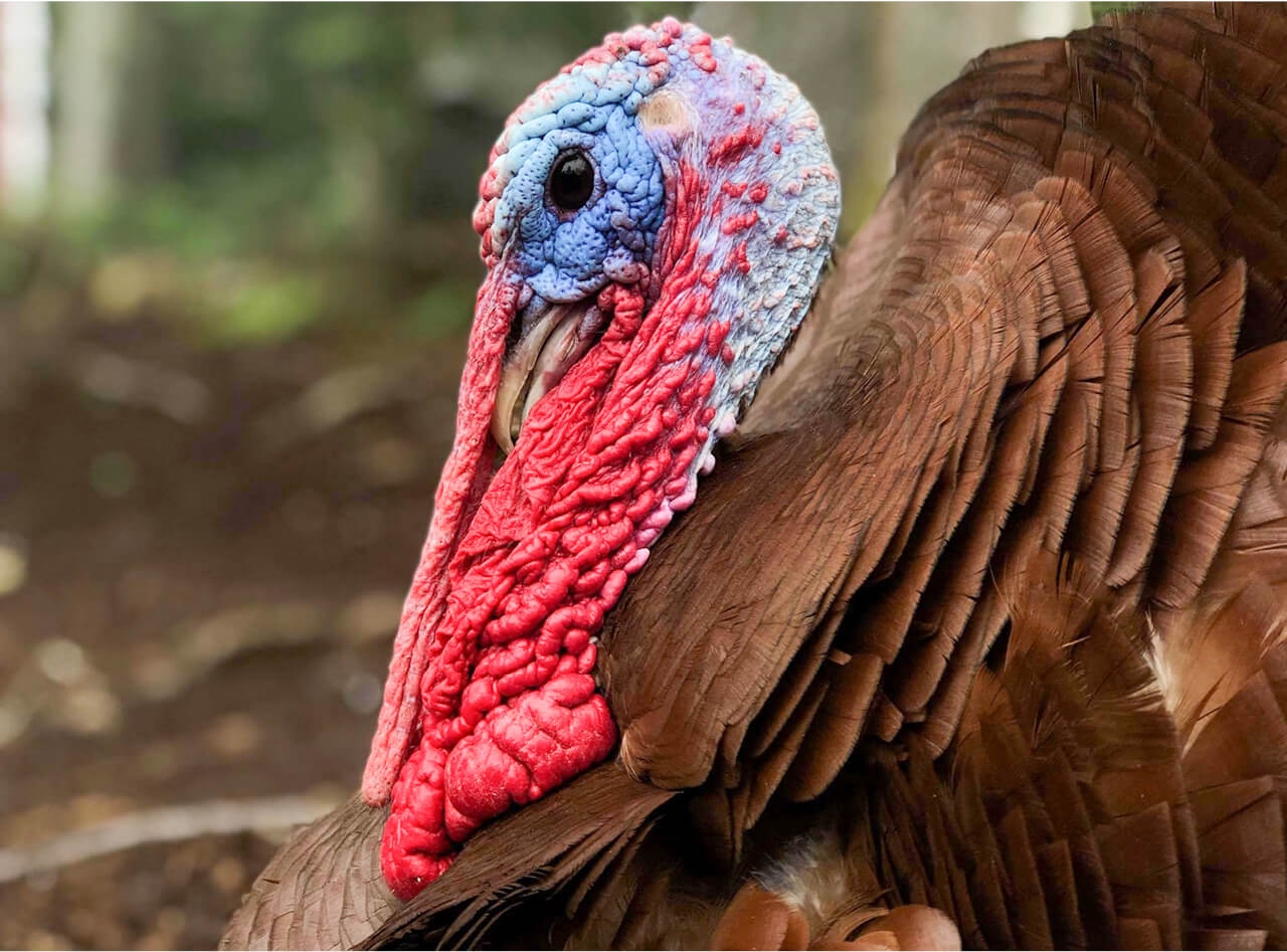 Learn about our charismatic turkeys with Caregiver Lauren