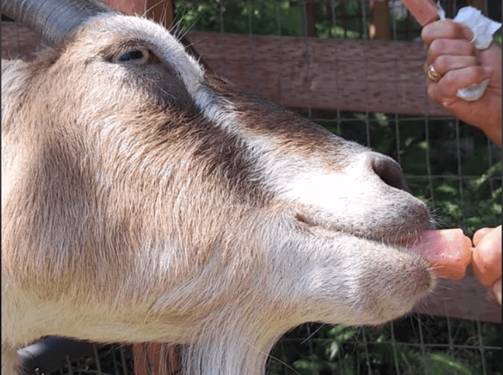 Learn about our goats with Caregiver Taelyr