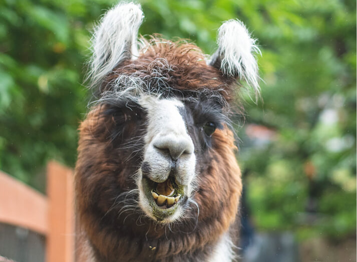 Meet our funny sweet llamas with Caregiver Britney