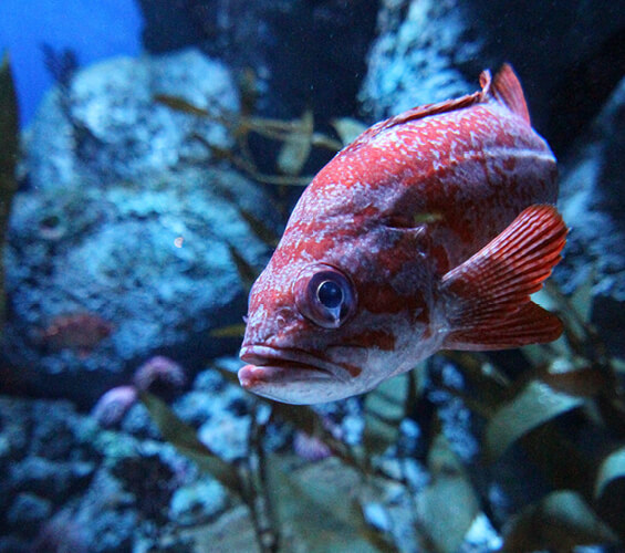 Ocean Life Fish
