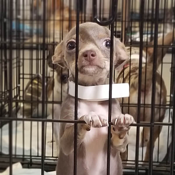 Puppy mill rescue story