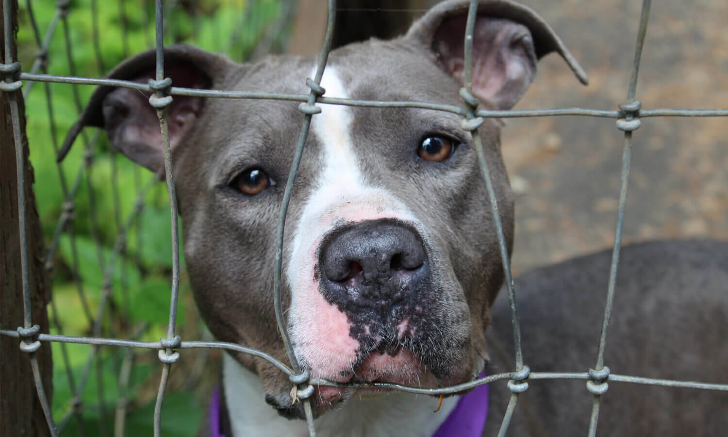 Report Cruelty Masthead