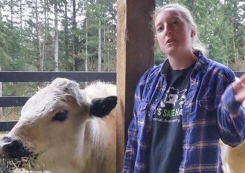 Up close and personal with cows and Caregiver Morgan