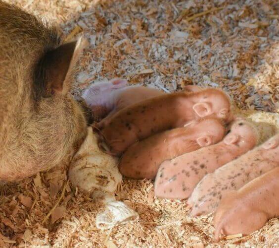 penny and piglets e1597949988690