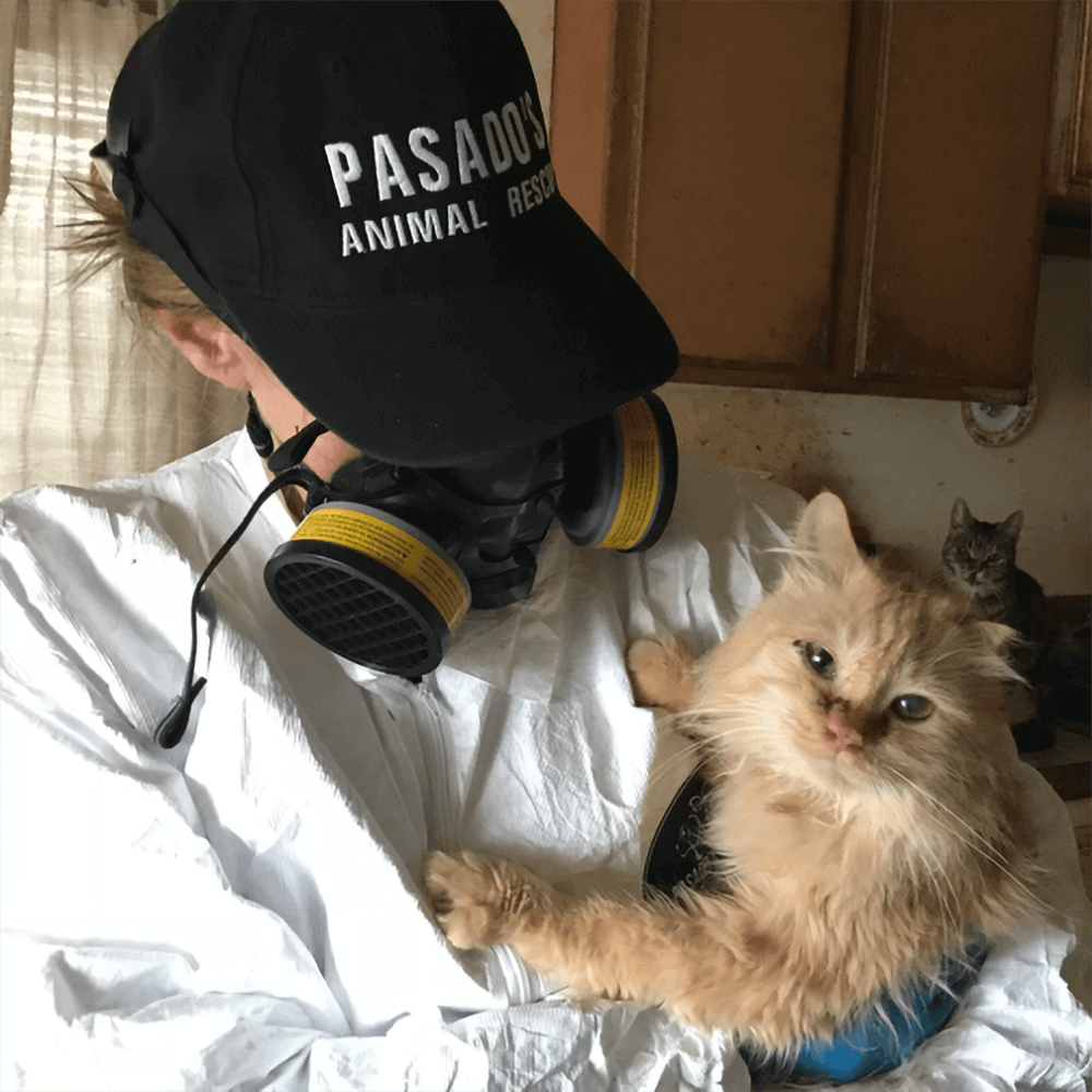 report animal cruelty