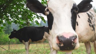 zoom horizontal 16x9 336x189 1