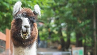 zoom horizontal 16x92 336x189 1