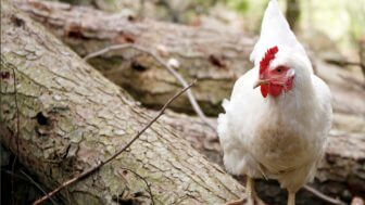 zoom horizontal 16x93 336x189 1