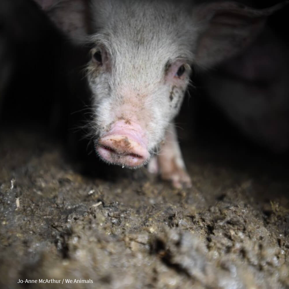 Baby Pig Farm Suffering